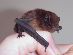 Long tailed bat-293